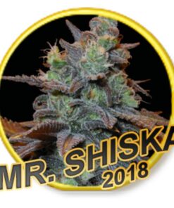 Mr. Shiska Fem. — Mr Hide
