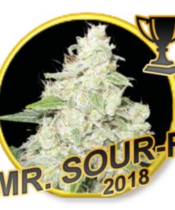 Mr. Sour-R Fem. — Mr Hide