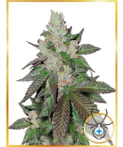 Mr. White Widow + Fem — Mr Hide