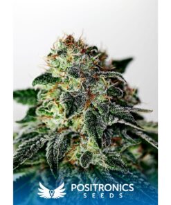Mystic Cookie Auto — Positronics
