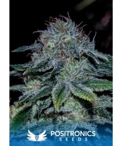 Mystic Cookie Fem — Positronics