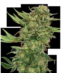 N13 Kush Fem — Sensi Seeds