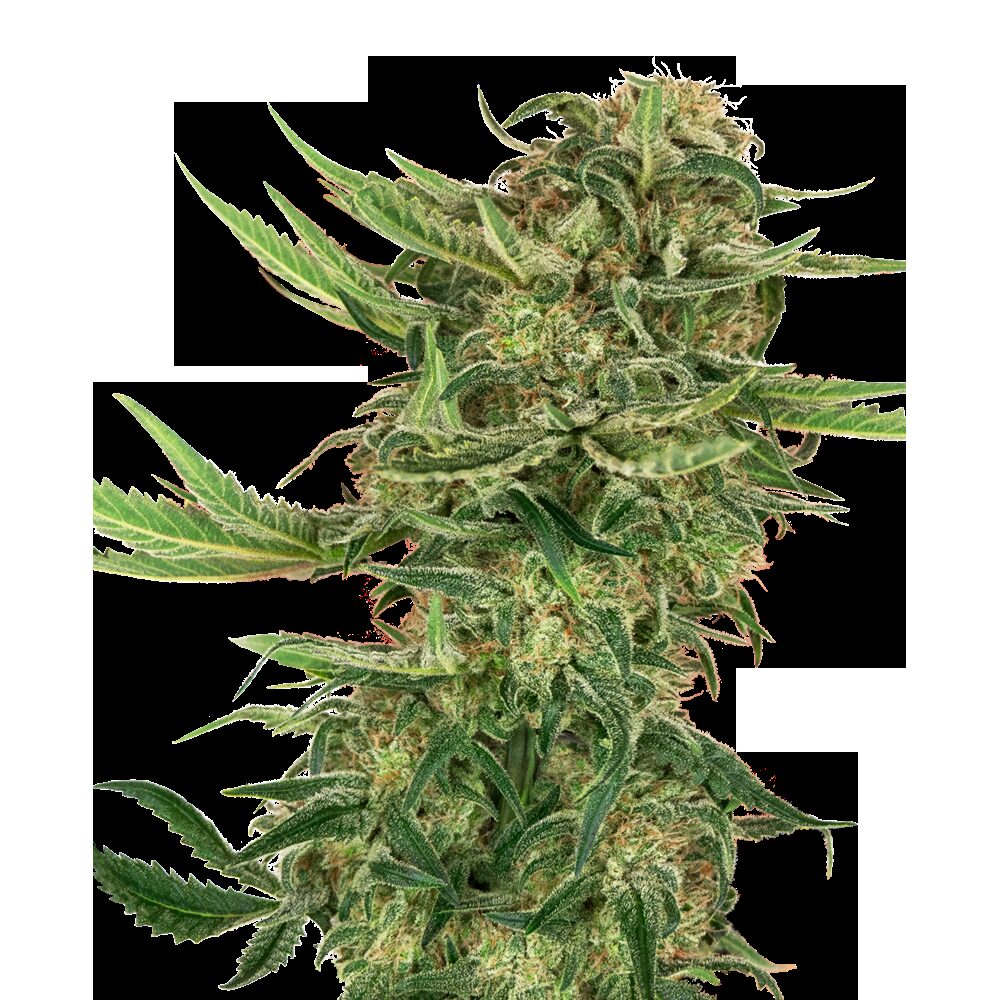 N13 Kush Fem — Sensi Seeds