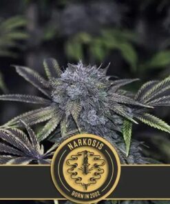 Narkosis Fem — Blimburn Seeds
