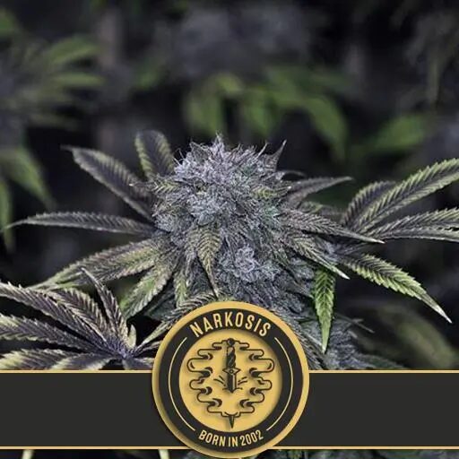 Narkosis Fem — Blimburn Seeds