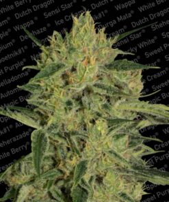Nebula II CBD Fem — Paradise Seeds