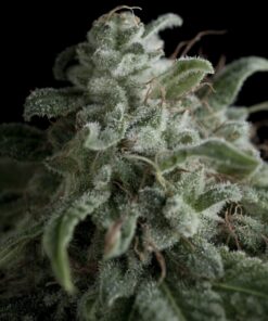 Nefertiti — Pyramid Seeds
