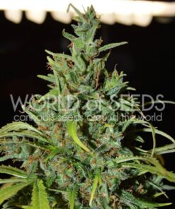 Neville Haze Auto — World of Seed