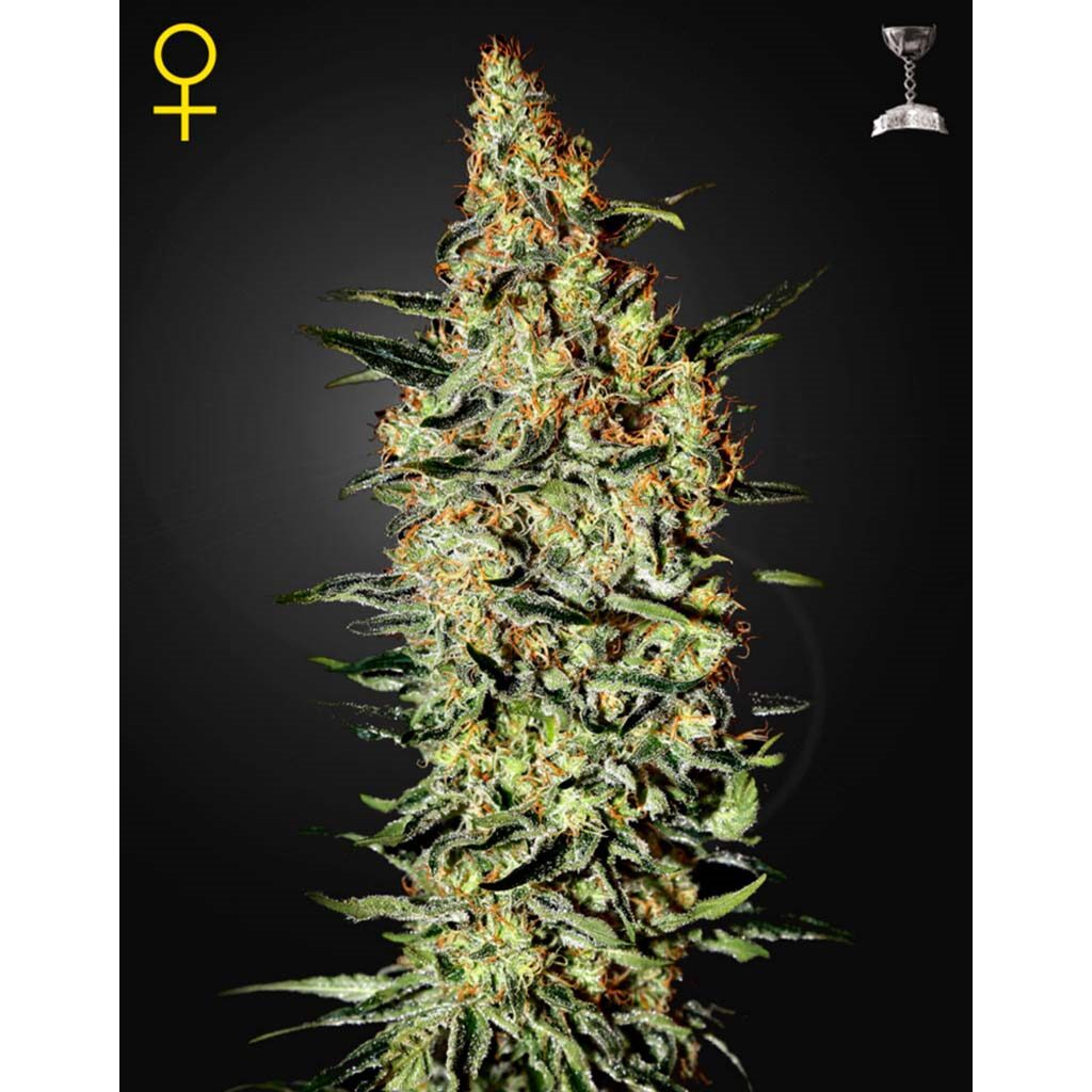 Neville´S Haze Fem. — Green House