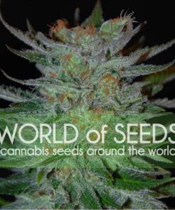 New York 47 Fem — World of Seed