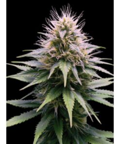 New York Diesel Auto — Professional Seeds