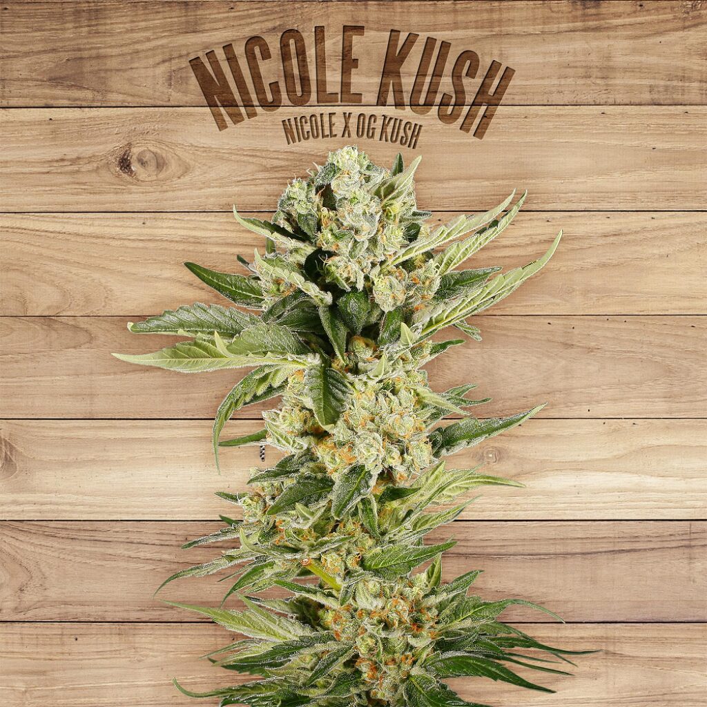 Nicole Kush — The Plant Nicole Kush — The Plant