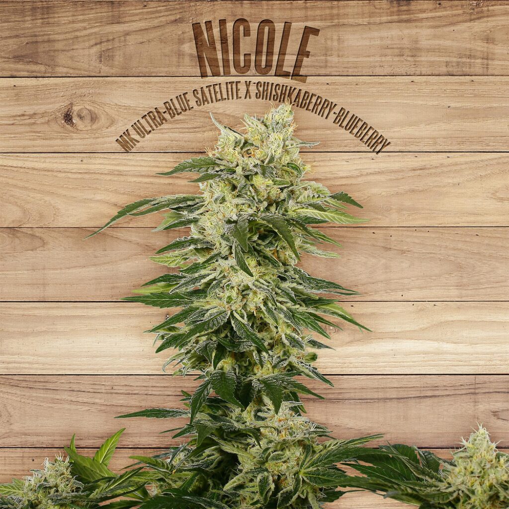 Nicole — The Plant