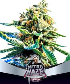 Nitro Haze Fem — BSF Seeds