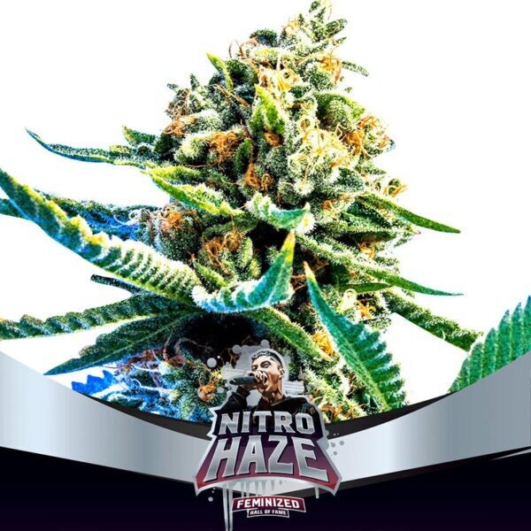 Nitro Haze Fem — BSF Seeds