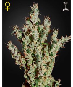 NL5 Haze Mist Fem. — Green House