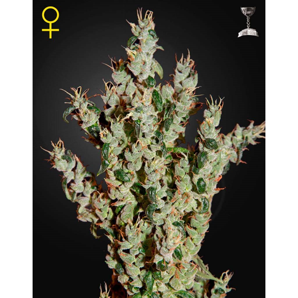 NL5 Haze Mist Fem. — Green House