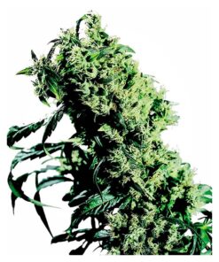 NL5 x Haze Fem. — Sensi Seeds
