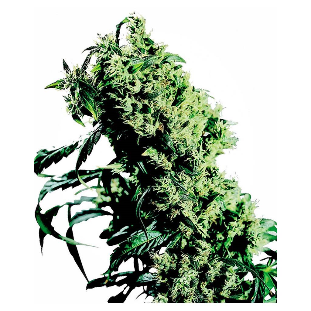 NL5 x Haze Fem. — Sensi Seeds