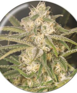 No Name Auto — Medical Seeds