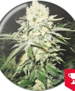 No Name — Medical Seeds