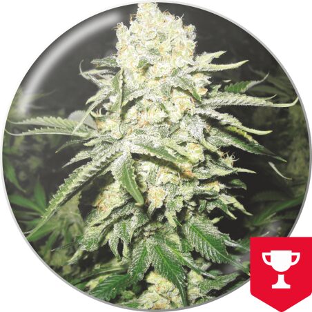 No Name — Medical Seeds