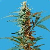Nordika ( Sativa Auto) — Seeds of Life