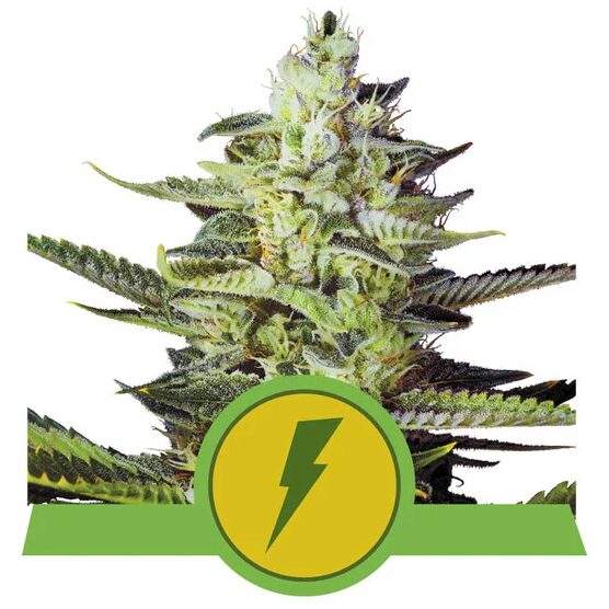 North Thunderfuck Auto USA Premium — Royal Queen