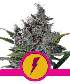 North Thunderfuck USA Premium Fem — Royal Queen