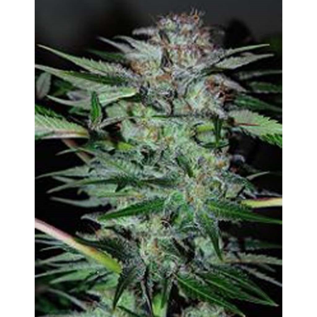 Northern-Dwarf Auto — Professional Seeds
