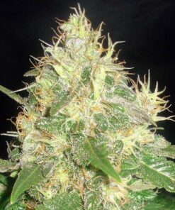 Northern Fem — Cbd Seeds