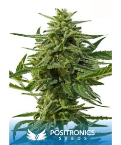 Northern Haze Auto — Positronics