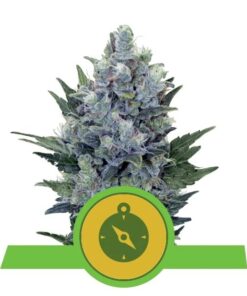 Northern Light Auto — Royal Queen