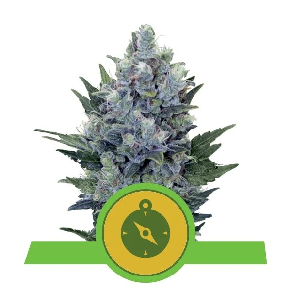 Northern Light Auto — Royal Queen