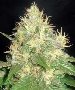 Northern Light Blue Fem — Delicious Seeds