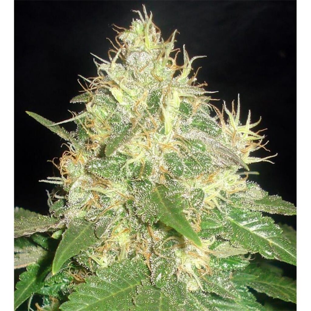 Northern Light Blue Fem — Delicious Seeds