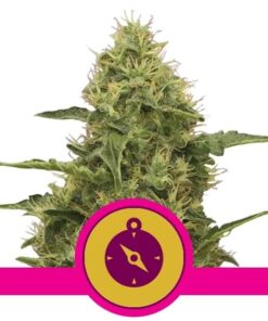 Northern Light Fem — Royal Queen