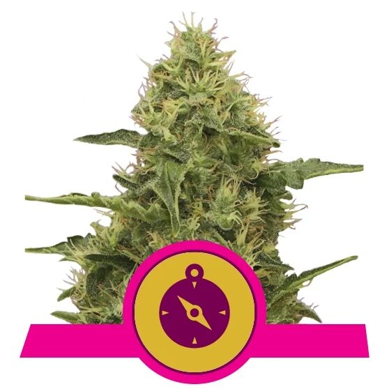 Northern Light Fem — Royal Queen