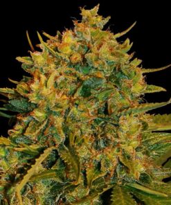 Northern Light X Big Bud Auto — World of Seed