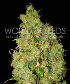 Northern Light X Skunk Fem — World of Seed
