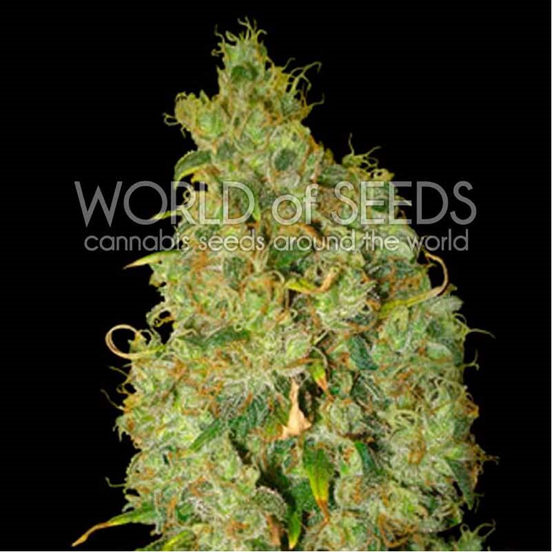 Northern Light X Skunk Fem — World of Seed