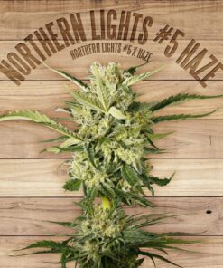 Northern Lights #5 Haze — The Plant