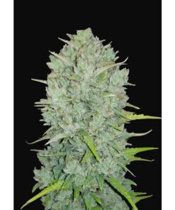 Northern Lights Auto — FastBuds Seeds
