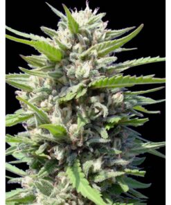 Northern Lights Auto — Genehtik