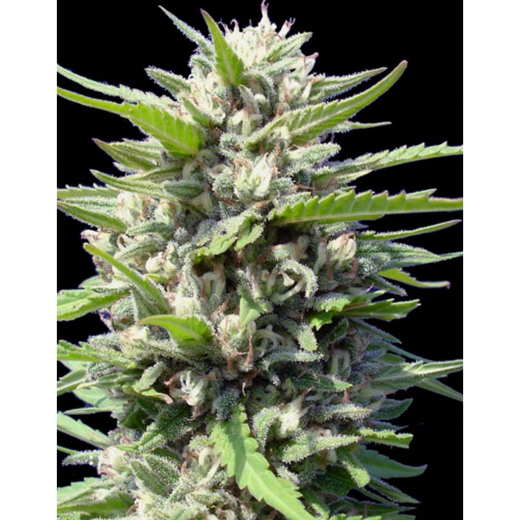 Northern Lights Auto — Genehtik