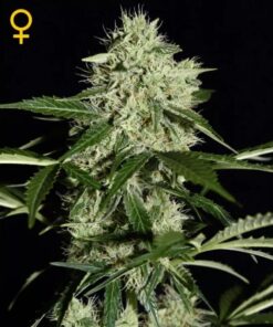 Northern Lights Auto — Green House