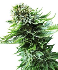 Northern Lights Auto — Sensi Seeds