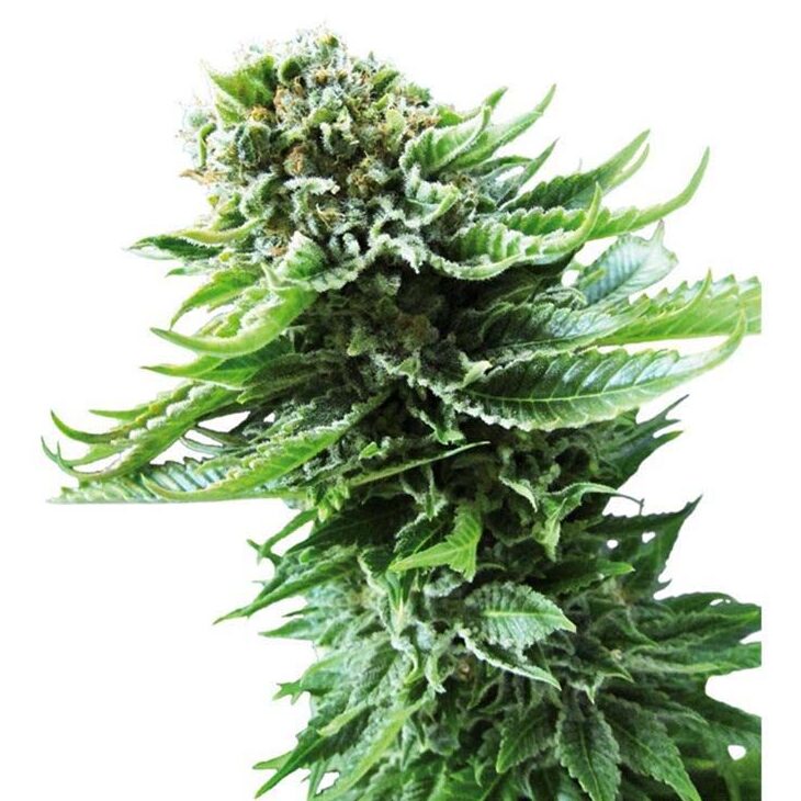 Northern Lights Auto — Sensi Seeds