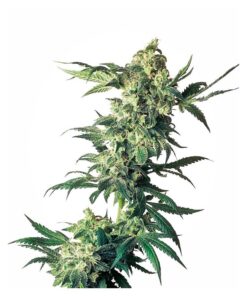 Northern Lights Fem — Sensi Seeds