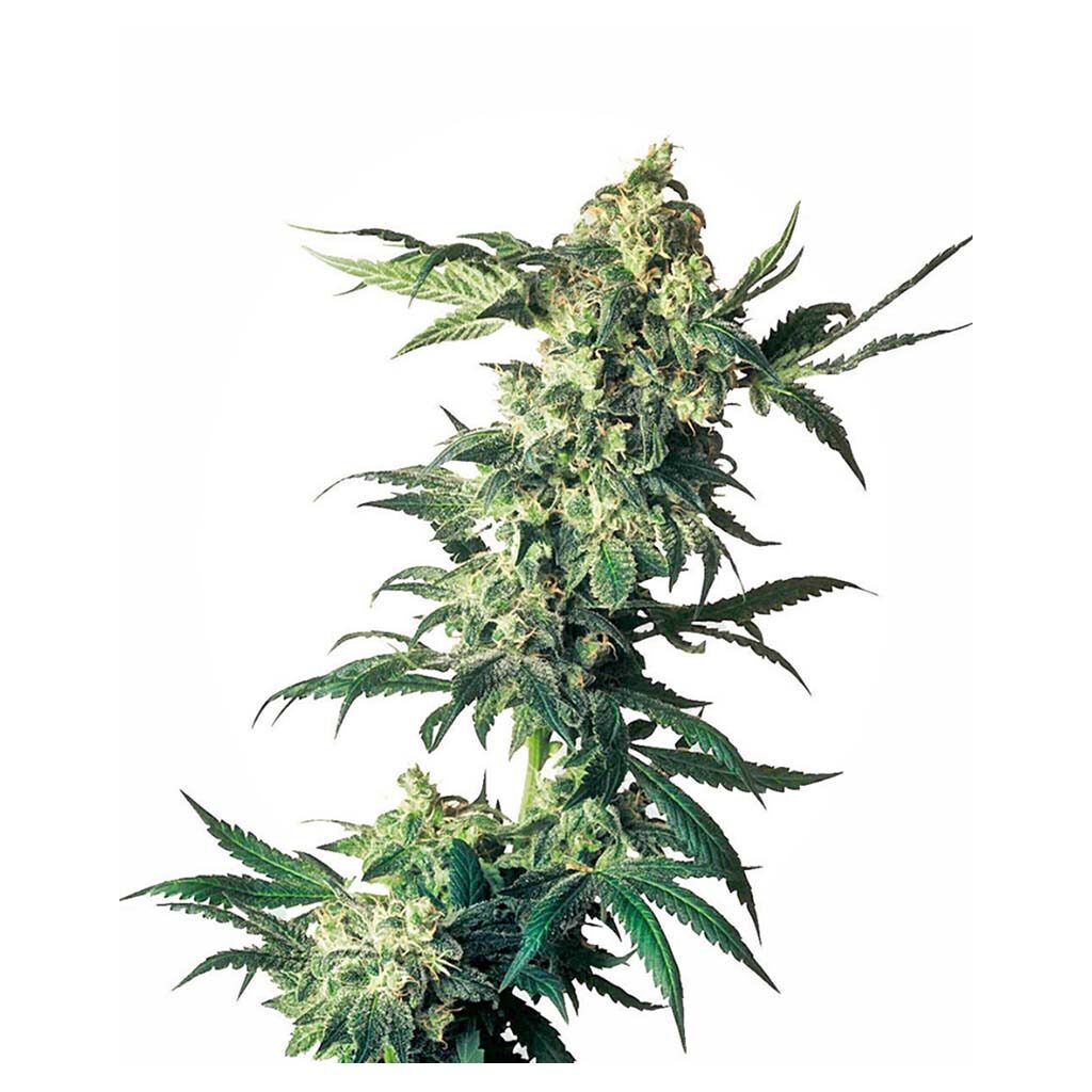 Northern Lights Fem — Sensi Seeds